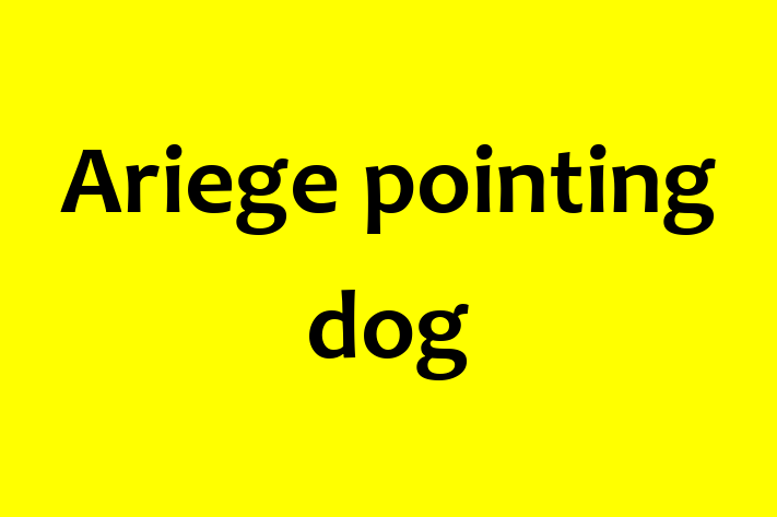 Adopt a Ariege pointing dog Dog in Santa Ana