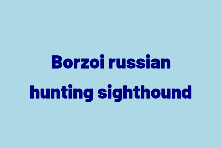 Borzoi russian hunting sighthound Dog for Sale in Escondido