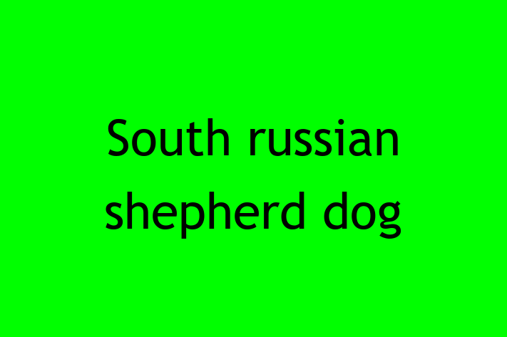 Dog South russian shepherd dog for Sale in Gresham