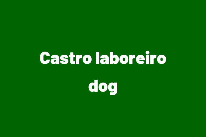 Dog Castro laboreiro dog for Sale in Westminster