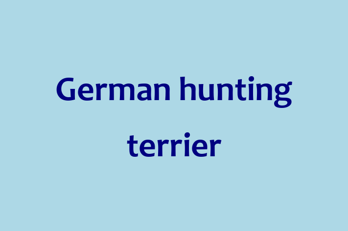 German hunting terrier Dog in Pearland