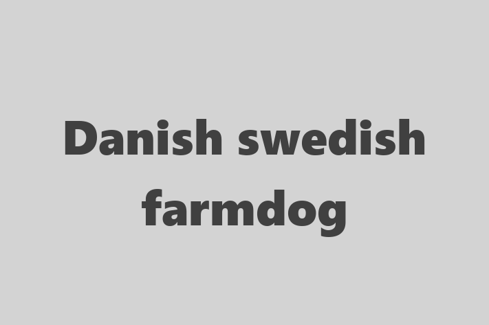 Dog Danish swedish farmdog for Sale in Rochester