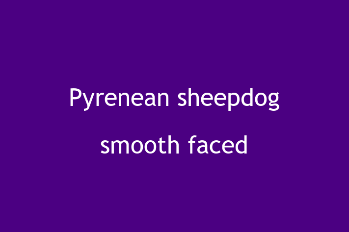 Find Your New Pyrenean sheepdog smooth faced Dog in Inglewood