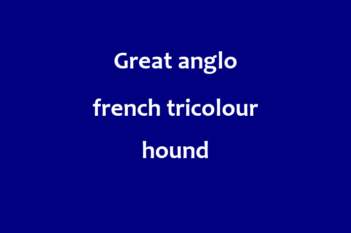 Adopt a Beautiful Great anglo french tricolour hound Dog in Glendale