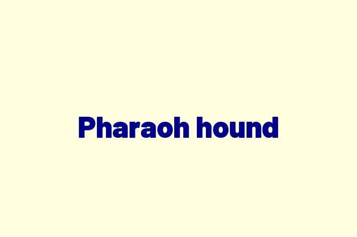 Meet Your New Pharaoh hound Dog in Philadelphia