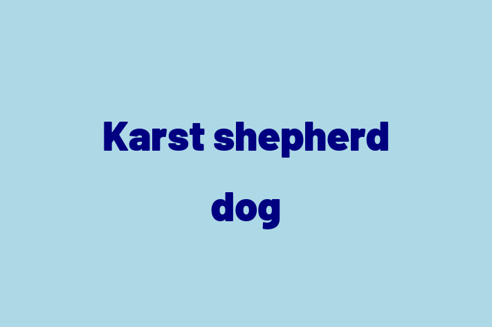 Karst shepherd dog Dog for Sale in Orange