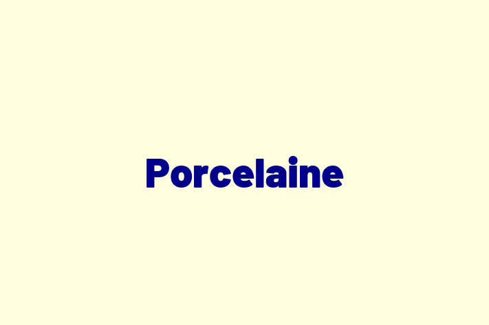 Porcelaine Dog in Carlsbad Ready for a New Home