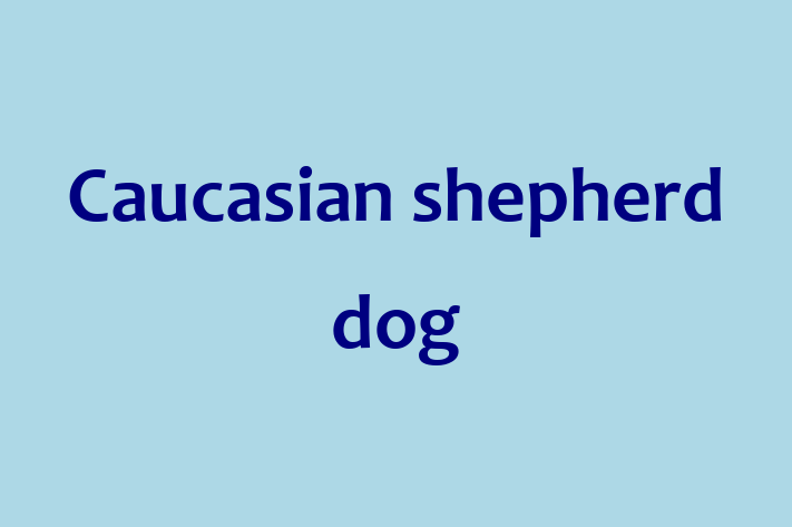 Caucasian shepherd dog Dog for Sale in Pompano Beach