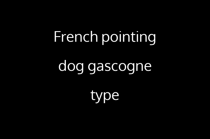 French pointing dog gascogne type Dog for Sale in Downey