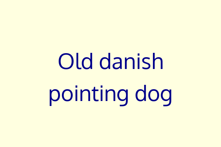 Find Your New Old danish pointing dog Dog in Mesa