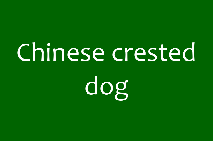 Adopt a Chinese crested dog Dog in Jersey City