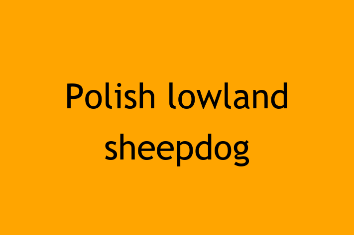 Polish lowland sheepdog Dog PuppiesKittens for Sale in Syracuse