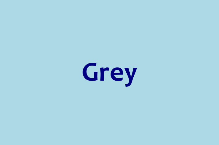 Software Services Company Grey