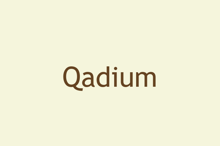 IT Company Qadium