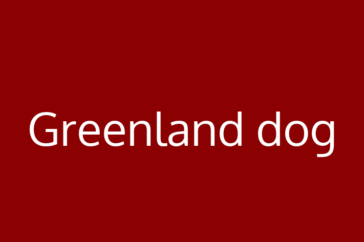 Greenland dog Dog in Garland