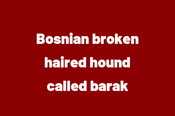 Dog Bosnian broken haired hound called barak for Sale in Nashville