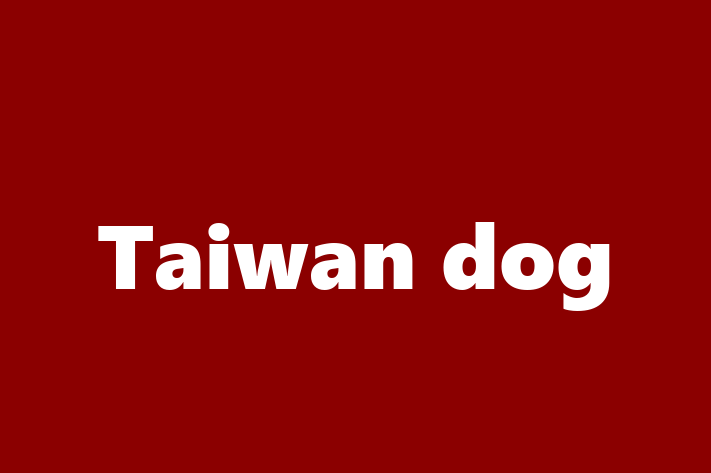 Taiwan dog Dog for Sale in Savannah