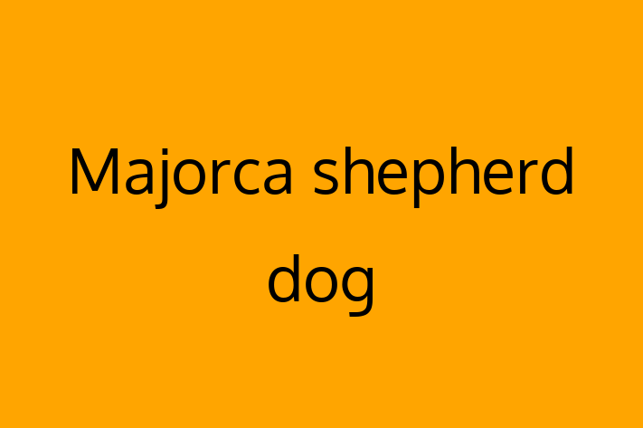 Majorca shepherd dog for Sale in Carrollton