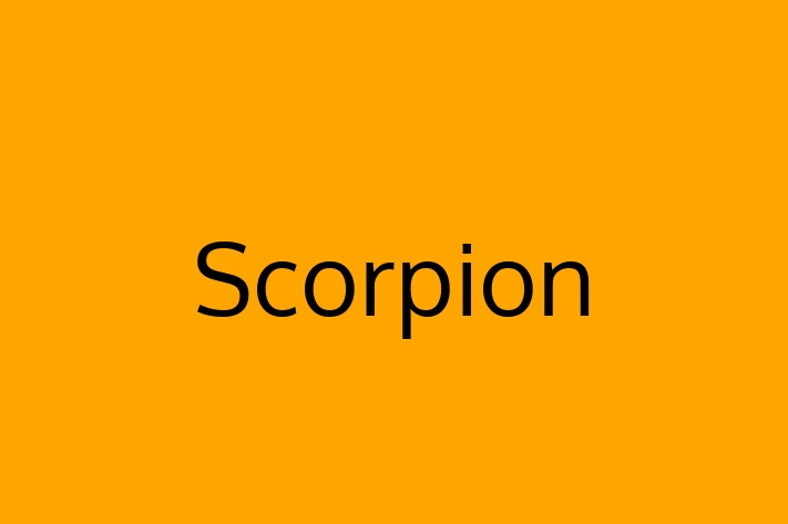 Technology Solutions Firm Scorpion