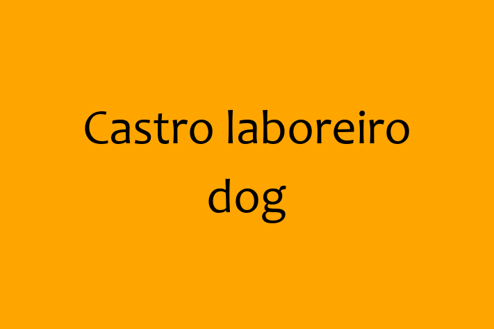 Dog Castro laboreiro dog for Sale in Hollywood