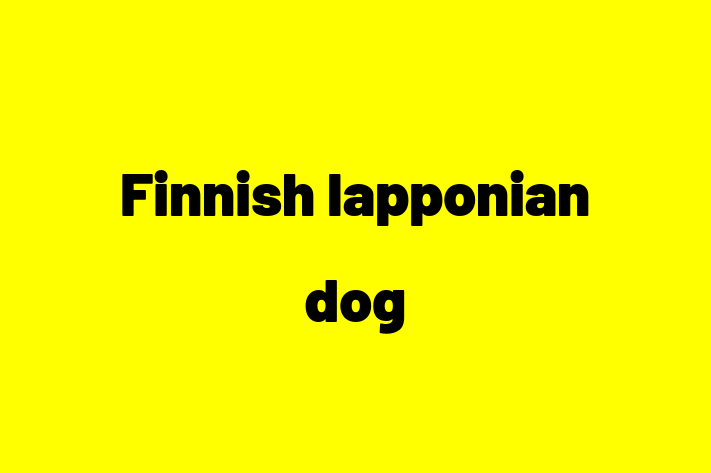 Finnish lapponian dog Dog in Rialto