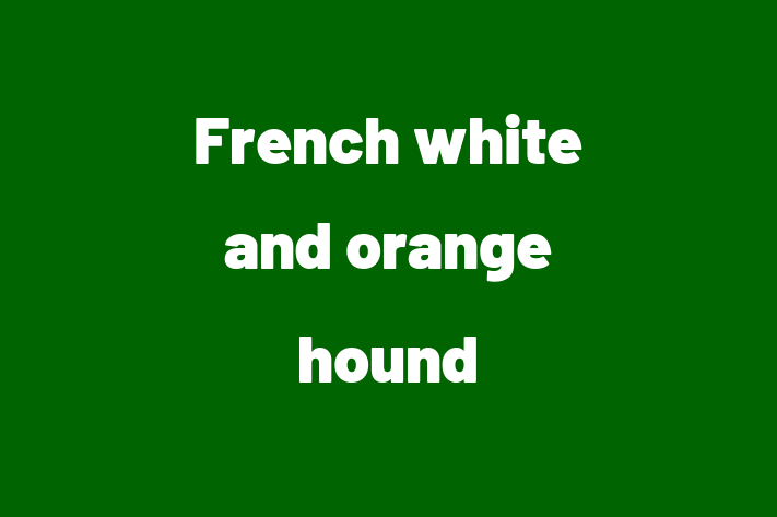 Adopt a Dog French white and orange hound Available in Honolulu