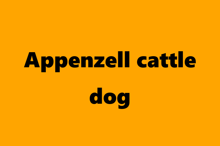 Dog Appenzell cattle dog for Sale in Oceanside