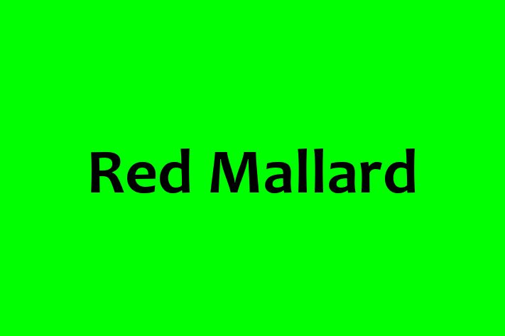 Software Engineering Company Red Mallard