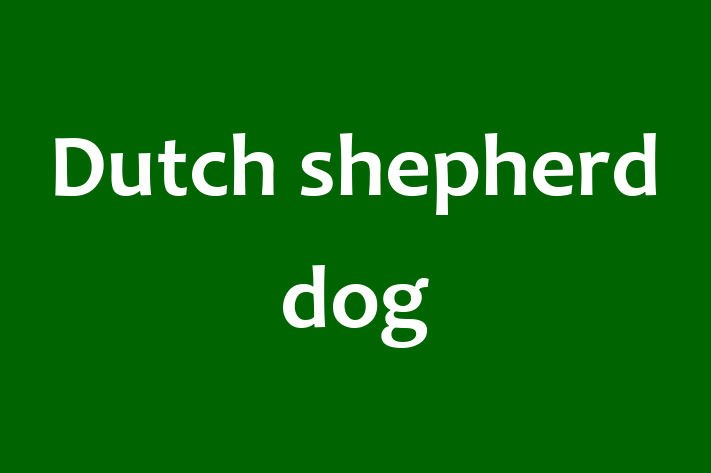 Adopt a Friendly Dutch shepherd dog Dog in Rochester