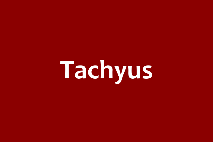 Software Engineering Company Tachyus