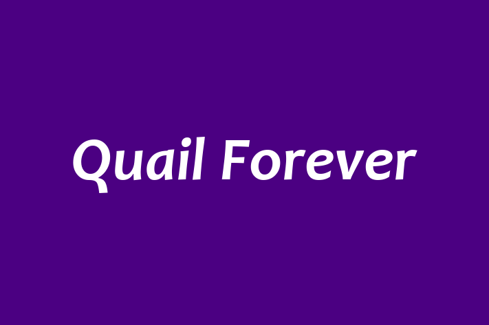 Software Development Company Quail Forever