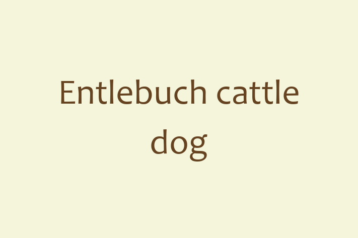 Entlebuch cattle dog Dog for Sale in Seattle