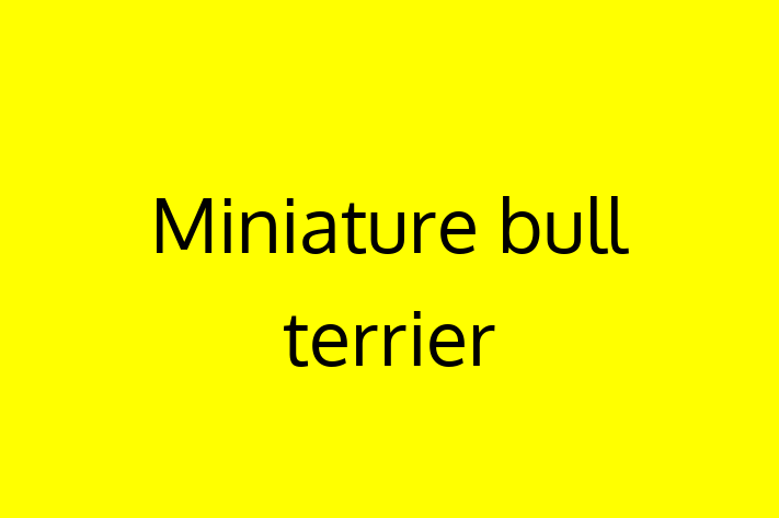 Adopt a Dog Miniature bull terrier Available in Washington