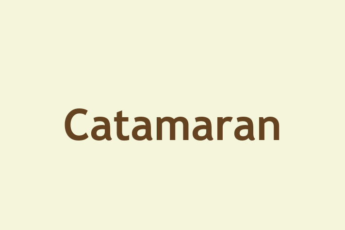 IT Company Catamaran