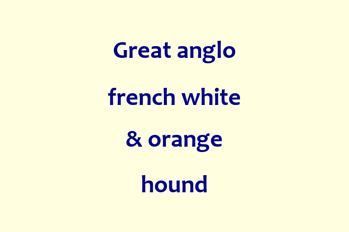 Find Your New Great anglo french white orange hound Dog in Aurora