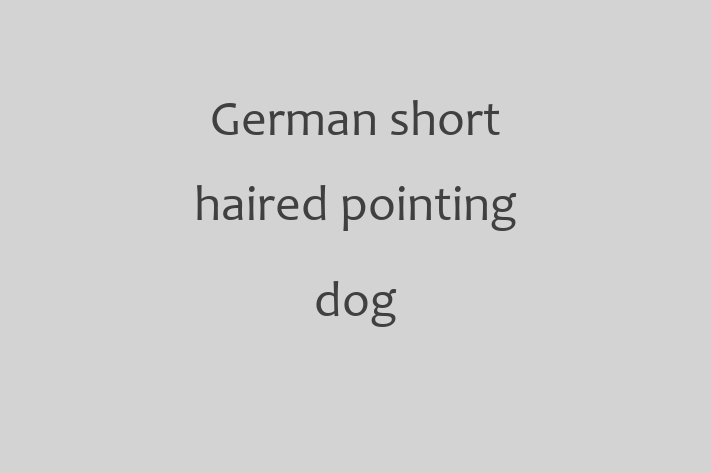 Adopt a Friendly German short haired pointing dog Dog in Orlando