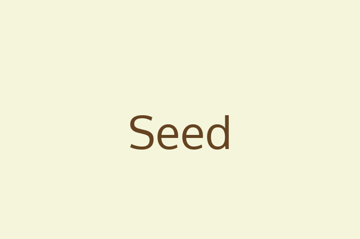 Application Development Company Seed