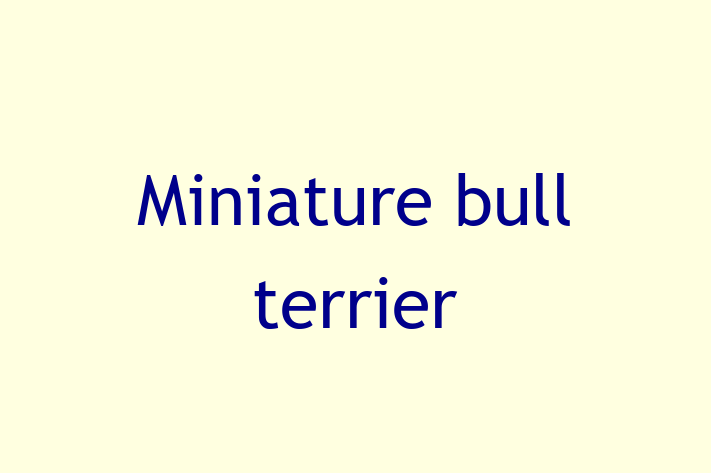 Miniature bull terrier Dog for Adoption in Inglewood