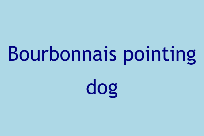 Bourbonnais pointing dog Dog in Escondido Ready for a New Home