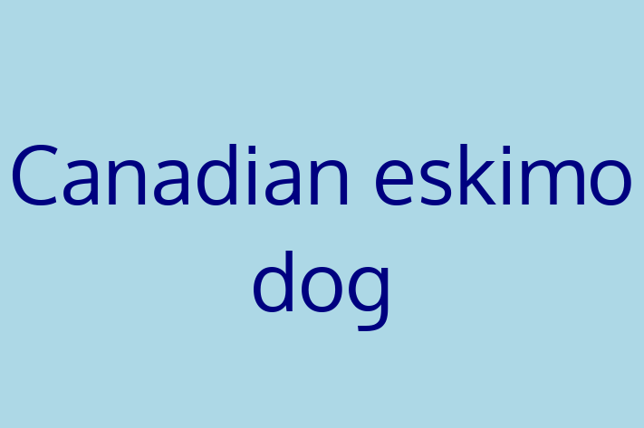 Find Your New Canadian eskimo dog Dog in Centennial