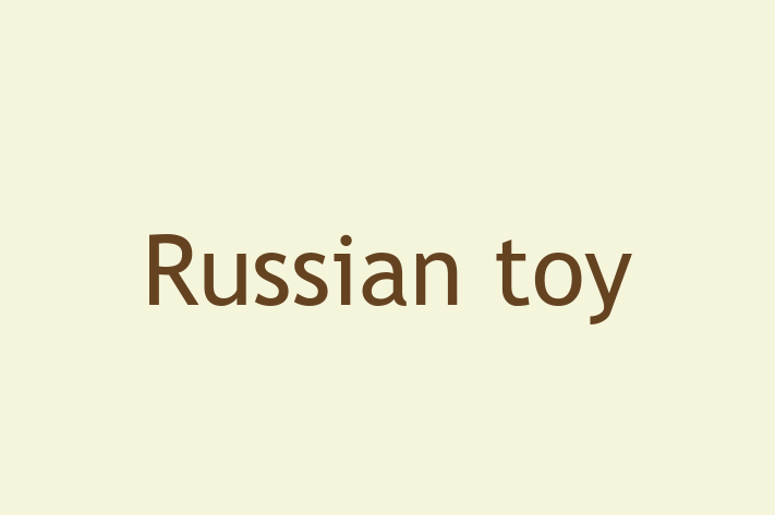 Russian toy Dog for Sale in Overland Park