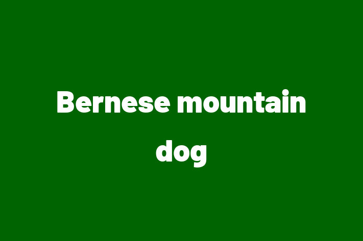 Bernese mountain dog Dog Available Now in Arvada