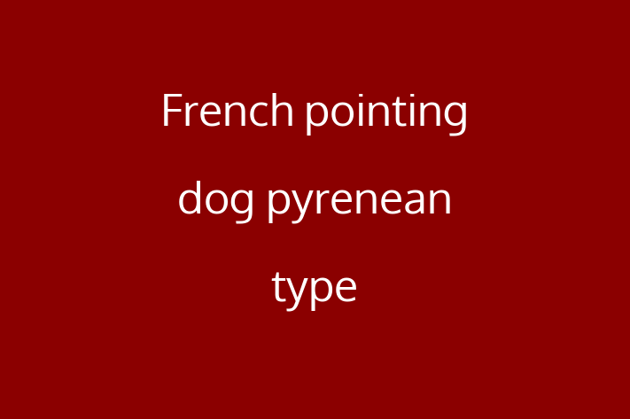 French pointing dog pyrenean type Dog Available Now in Rockford