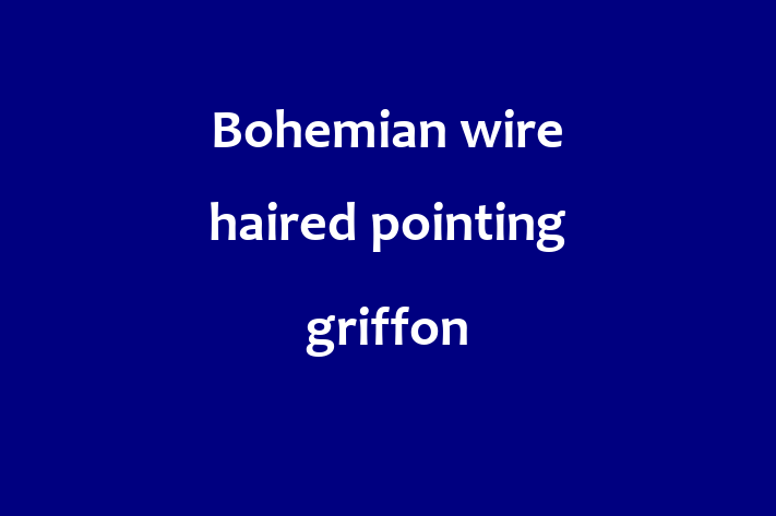 Find Your New Bohemian wire haired pointing griffon Dog in West Jordan