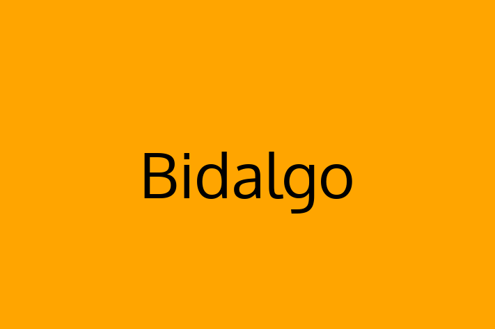 IT Company Bidalgo