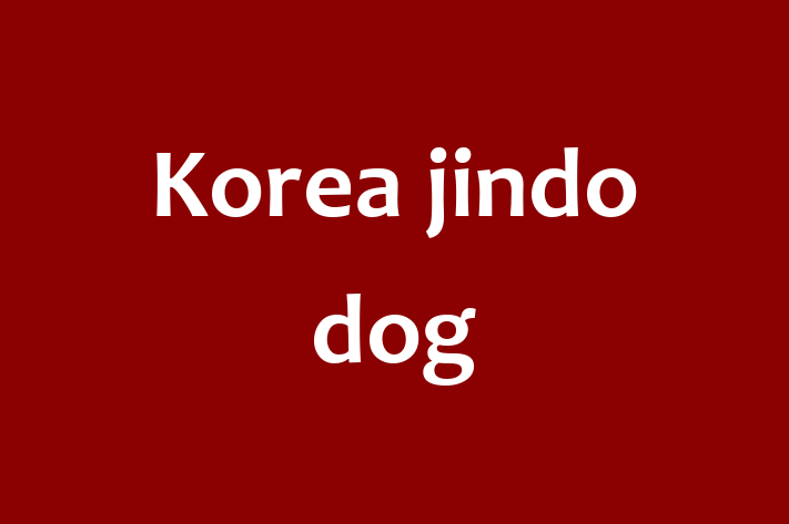 Korea jindo dog Dog for Sale in Pomona