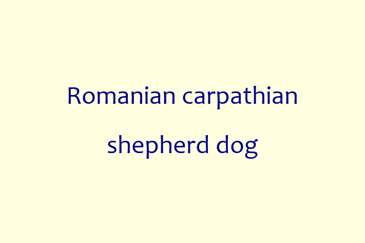 Romanian carpathian shepherd dog Dog for Sale in Salt Lake City