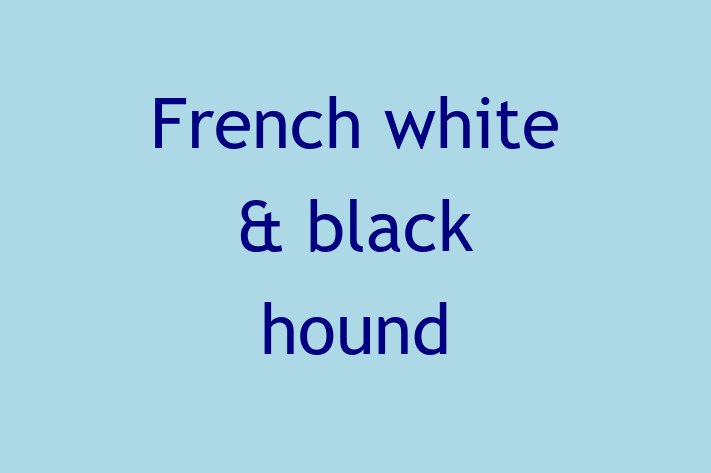 French white black hound Dog Available Now in Fullerton