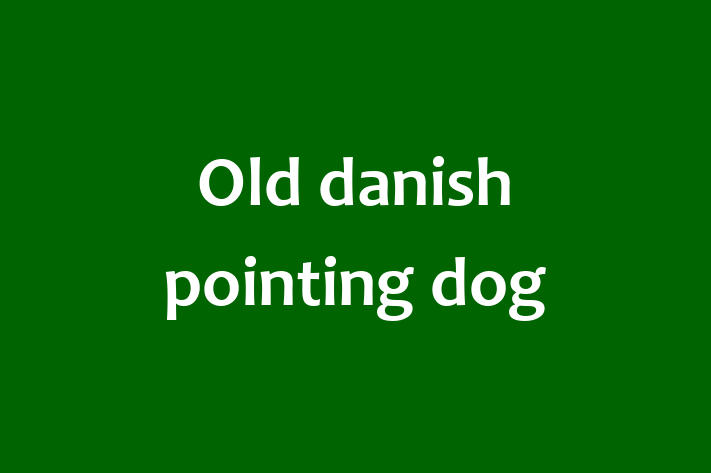 Old danish pointing dog Dog Available Now in Gilbert