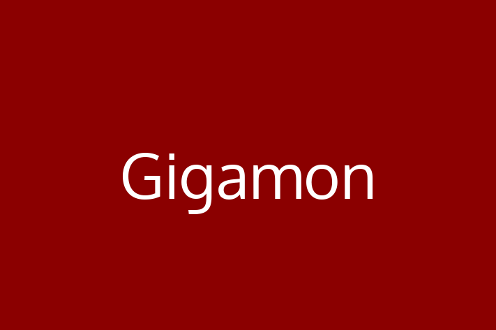 Application Development Company Gigamon